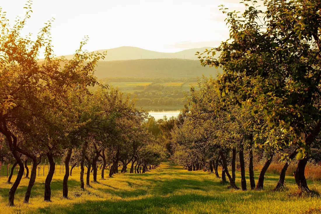 Domaine Steinbach, Quebec