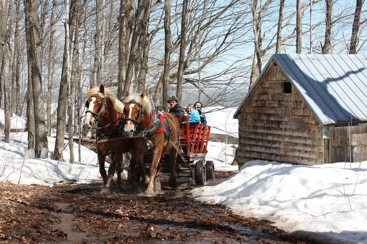 The Sugar Season: Quebec's Cabanes à Sucre and the Feast That Breaks the Winter