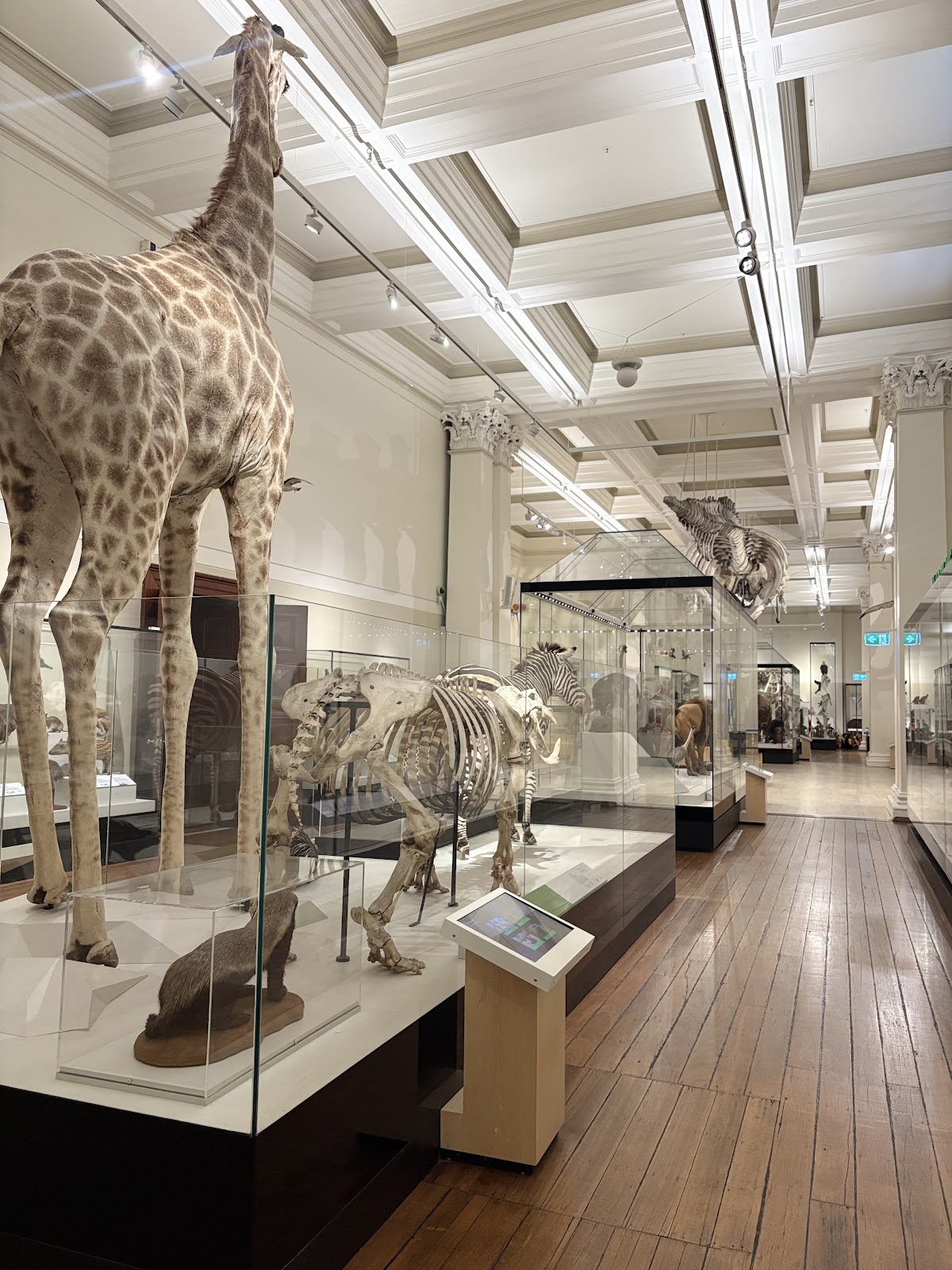 Australian Museum — photo 5