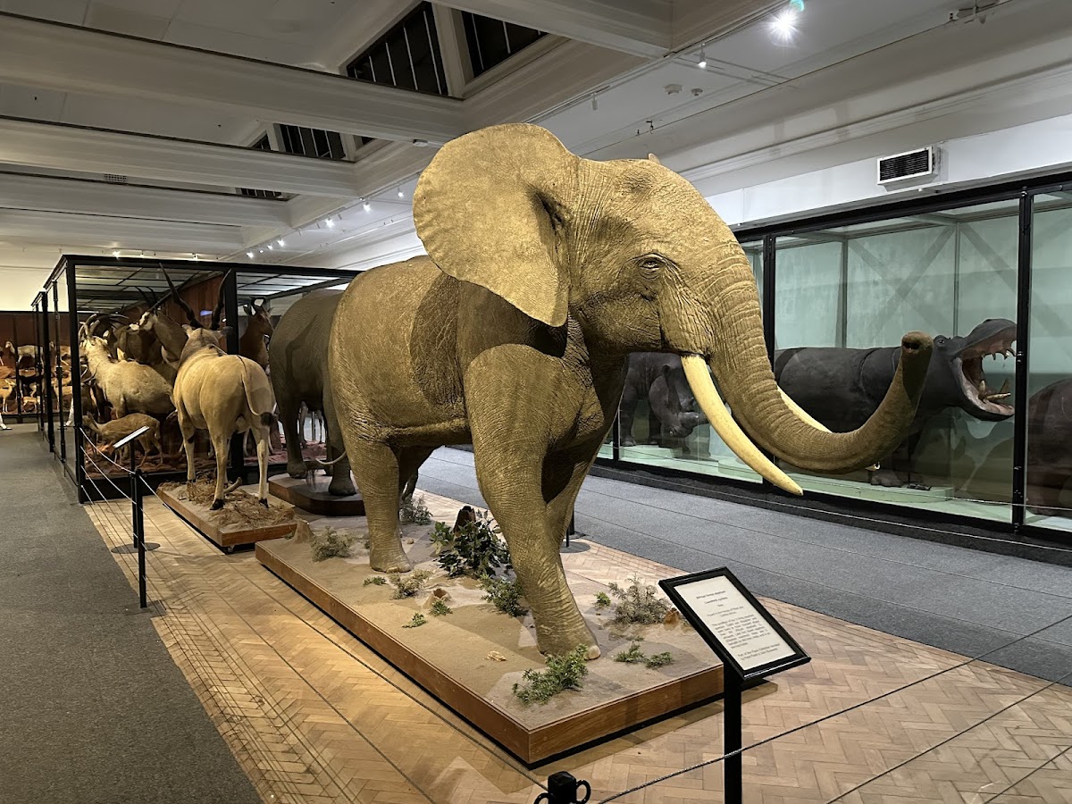 Iziko South African Museum — photo 2