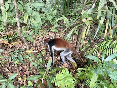 Jozani Chwaka Bay National Park