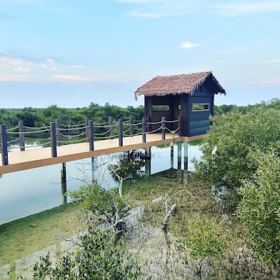 Kayaking in the Al Thakira Mangroves