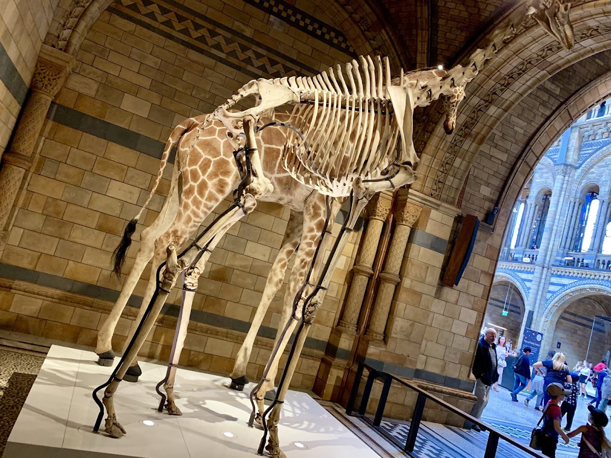 Natural History Museum — photo 3