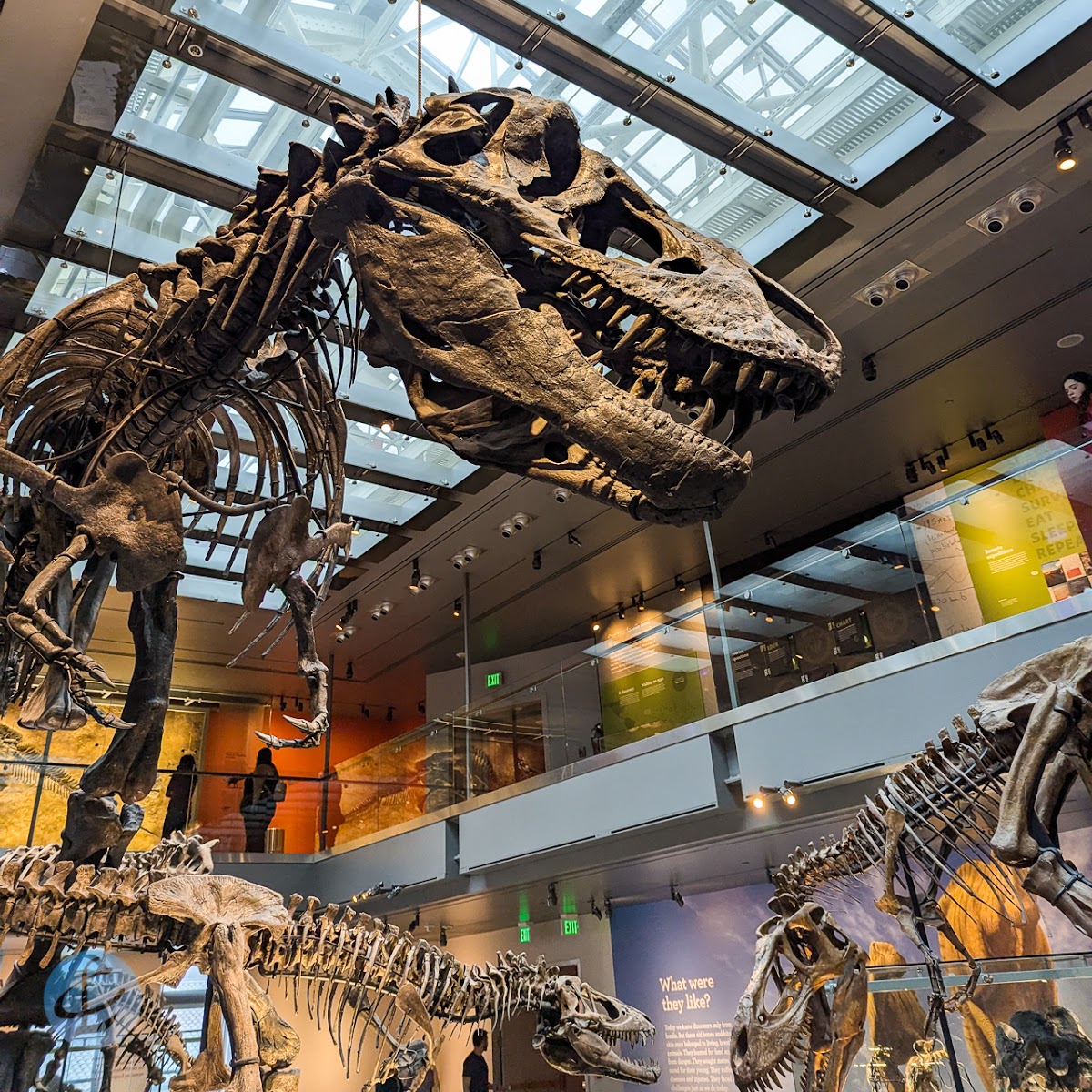 Natural History Museum — photo 5