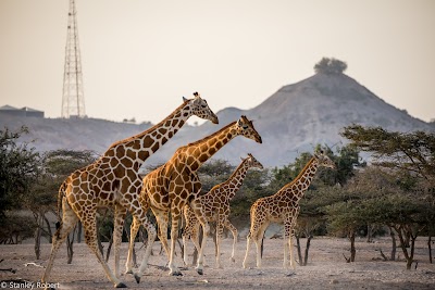 Sir Bani Yas Island